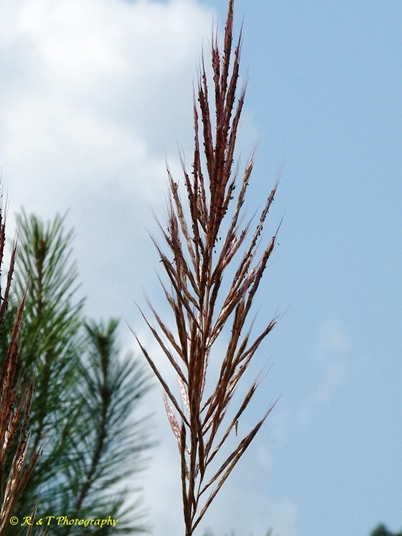 {Saccharum alopecuroides}